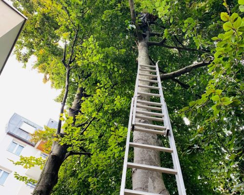 Elagage d'un arbre dans une copropriété d'habitation
