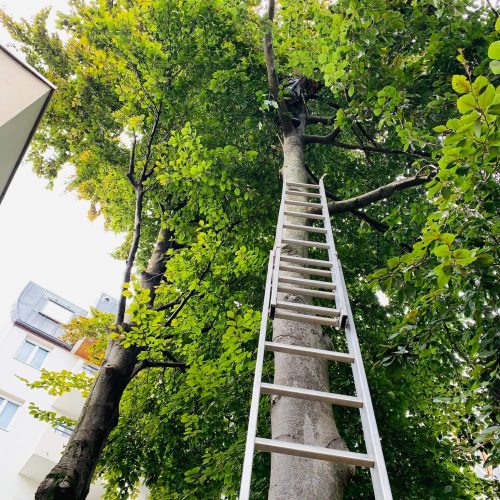 Elagage d'un arbre dans une copropriété d'habitation
